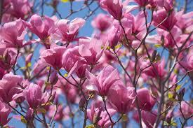 Magnolia Galaxy