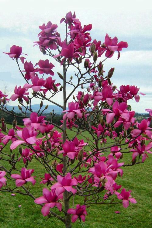 Magnolia Vulcan