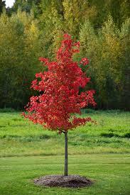 Nyssa sylvatica Forest Fire™ 