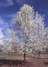 Pyrus calleryana Trinity