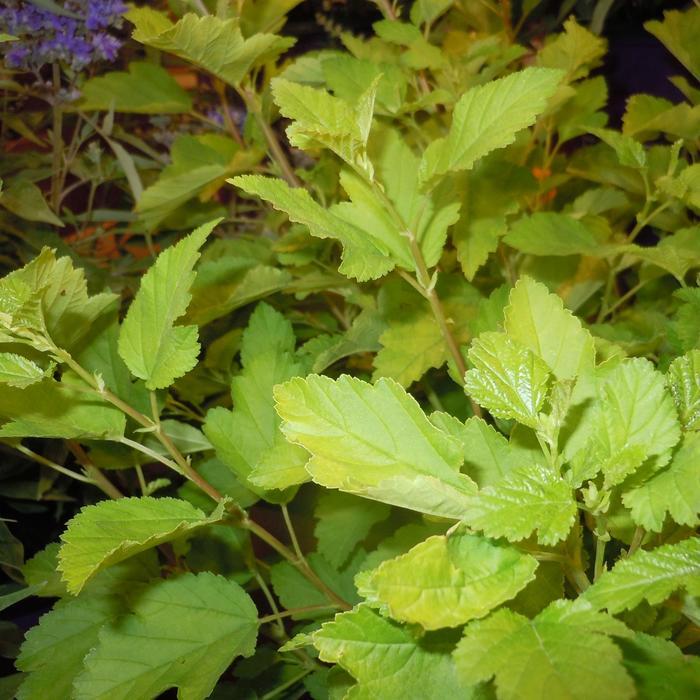 Physocarpus opulifolius Honeycomb™