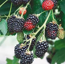 Rubus Darrow
