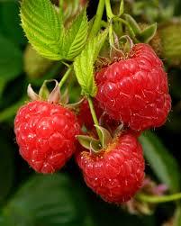 Rubus idaeus Caroline