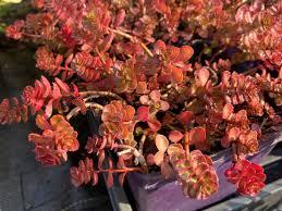 Sedum spurium Rock Candy