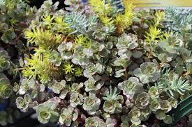 Sedum Trailing Trio™