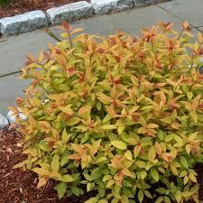 Spiraea x bumalda Goldflame