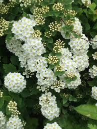 Spiraea x vanhouttei 