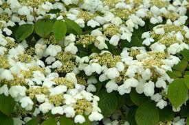 Viburnum plicatum f. tomentosum Mariesii