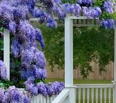 Wisteria macrostachya Blue Moon