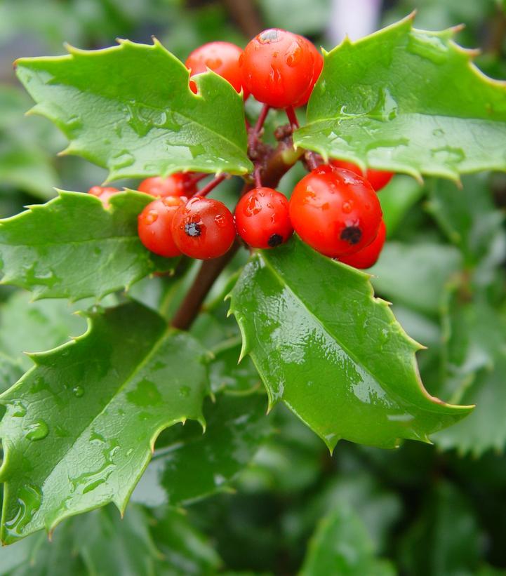 Ilex x meserveae Blue Princess