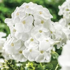 Phlox paniculata Volcano® White