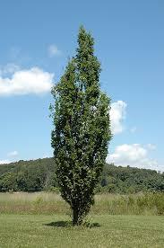 Quercus robur Skyrocket®