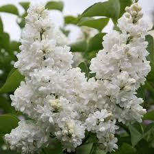 Syringa meyeri Flowerfesta® White