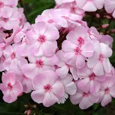 Phlox paniculata Sweet Summer™ Candy