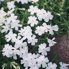 Phlox subulata Early Spring™ White