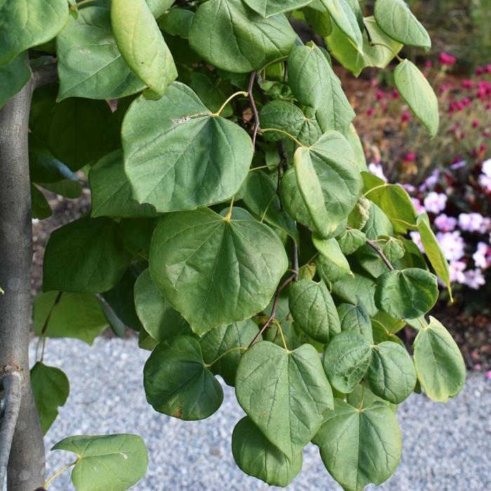 Cercis canadensis Golden Falls®