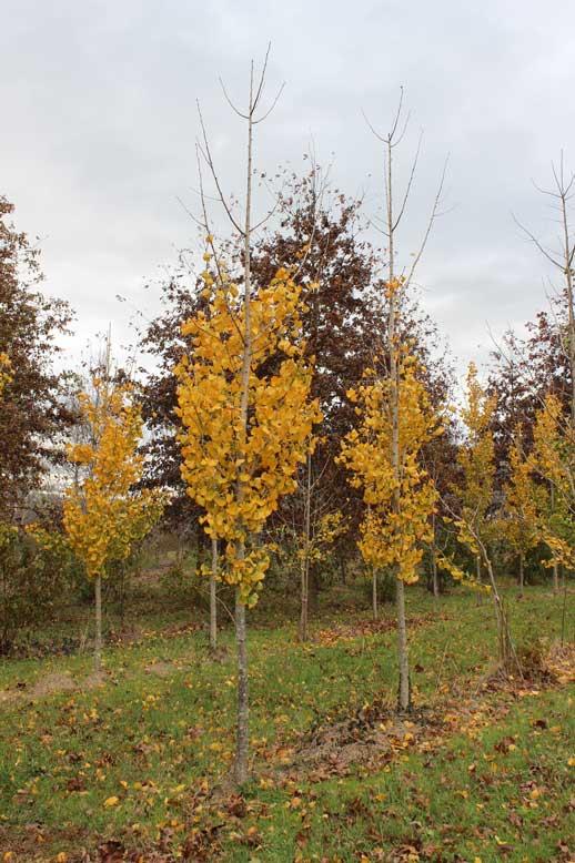 Ginkgo biloba Magyar