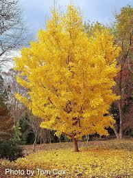 Ginkgo biloba Saratoga