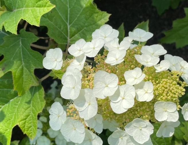 Hydrangea quercifolia Toy Soldier™