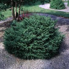 Picea orientalis Nigra Compacta