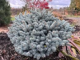 Picea pungens Glauca Compacta