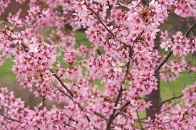 Prunus x incamp Okame
