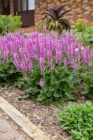 Salvia Color Spires® Back to the Fuchsia