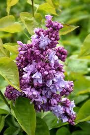 Syringa vulgaris Katherine Havemeyer