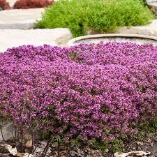 Thymus praecox Coccineus