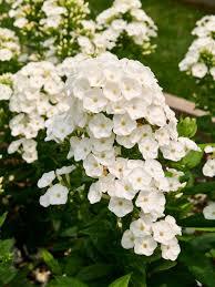 Phlox paniculata Luminary™ Backlight