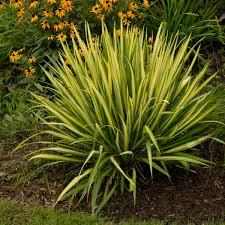Yucca filamentosa Color Guard