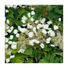 Schizophragma hydrangeoides 'Flirty Girl®' - Japanese Hydrangea Vine from Maple Lane Nursery