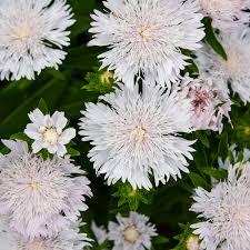 Stokesia laevis Totally Stoked™ 'Whitecaps' - Stoke's Aster from Maple Lane Nursery