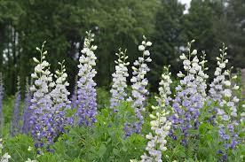 Baptisia 'Lunar Eclipse' - False Indigo from Maple Lane Nursery
