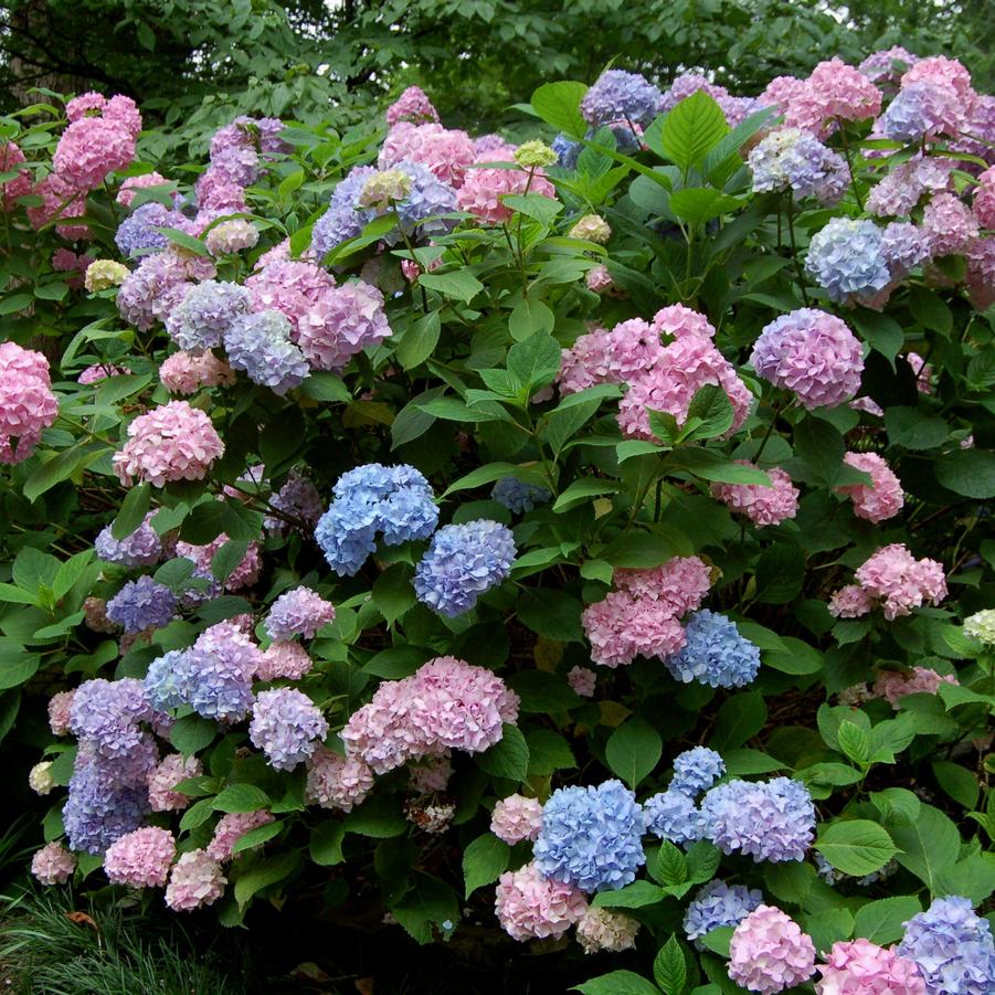 Hydrangea macrophylla Wee Bit Grumpy® - Bigleaf Hydrangea from Maple Lane Nursery