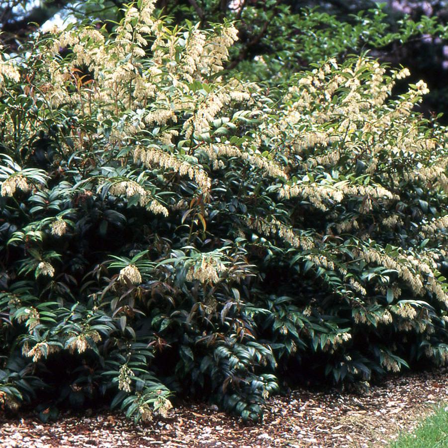 Leucothoe fontanesiana 'Girard's Rainbow' - Leucothoe from Maple Lane Nursery