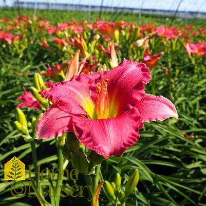 Lilium FantAsiatic 'Raspberry' - Asiatic Lily from Maple Lane Nursery