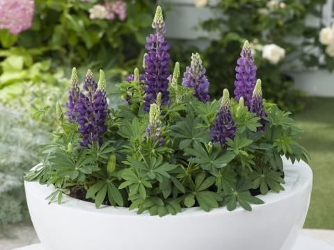 Lupinus polyphyllus 'Gallery Blue' - Lupine from Maple Lane Nursery