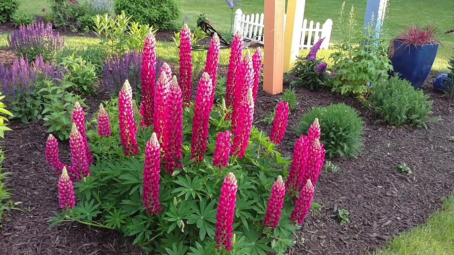 Lupinus polyphyllus 'Gallery Red' - Lupine from Maple Lane Nursery