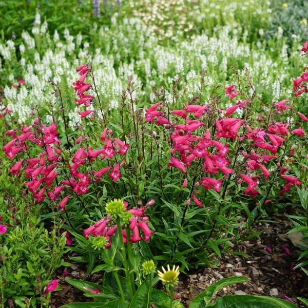 Penstemon MissionBells™ 'Deep Rose' - Beard Tongue from Maple Lane Nursery