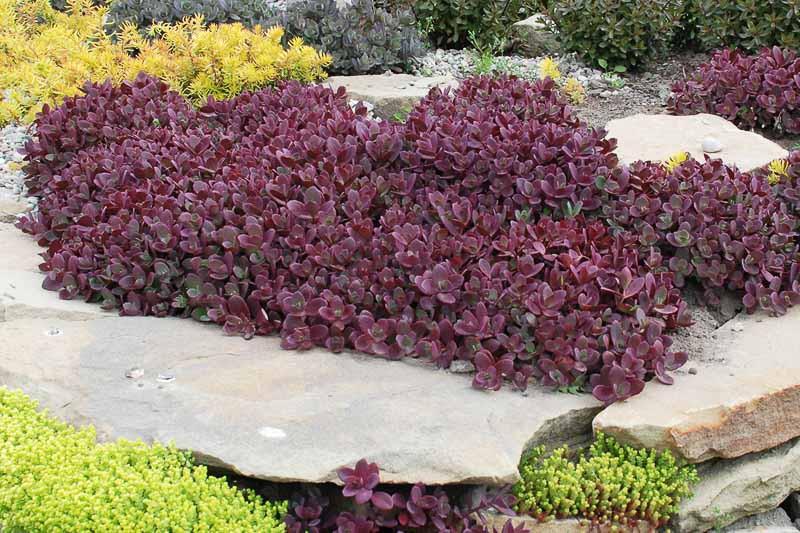 Sedum Sunsparkler® 'Firecracker' - Stonecrop from Maple Lane Nursery