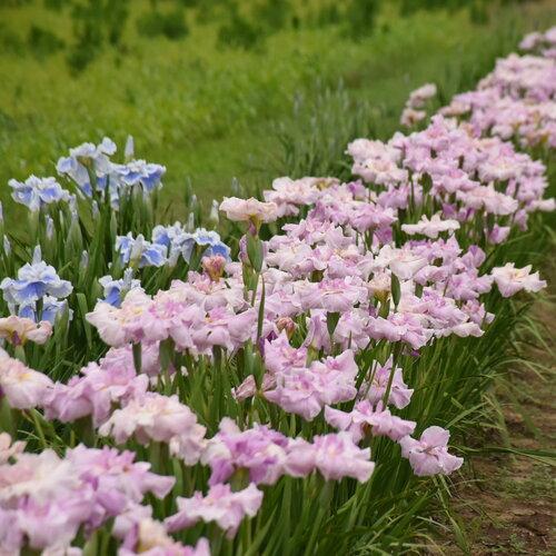 Iris ensata 'Pinkerton' - Japanese Iris from Maple Lane Nursery