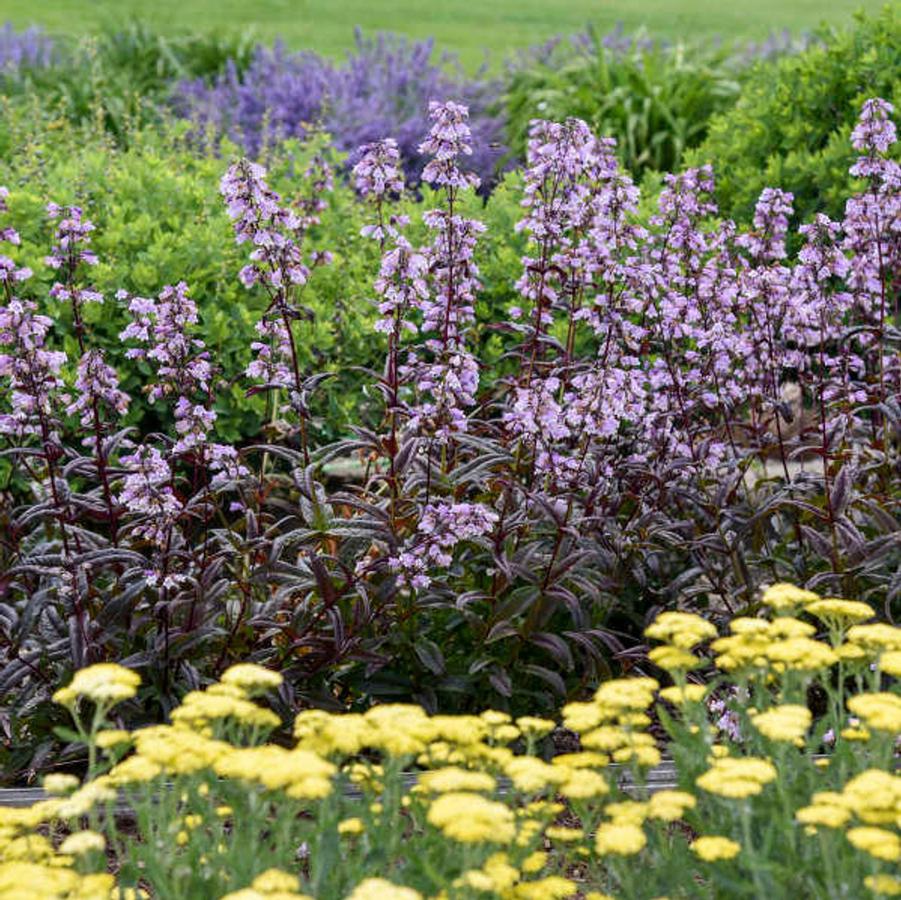 Penstemon digitalis 'Blackbeard' - Beard Tongue from Maple Lane Nursery