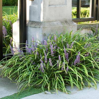 Liriope spicata - Creeping Lily-turf from Maple Lane Nursery