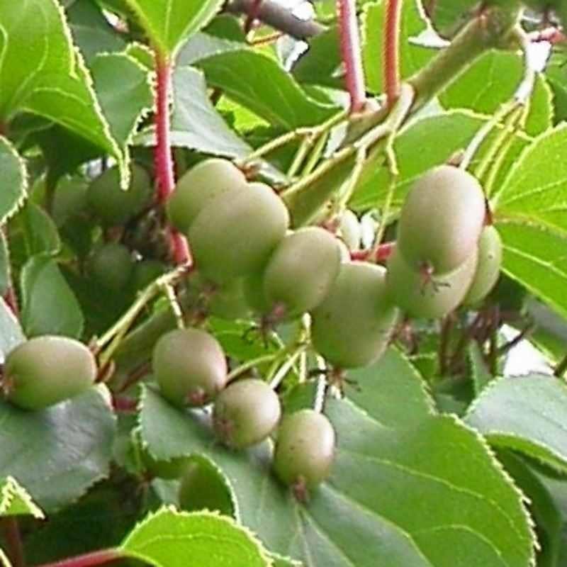 Actinidia arguta 'Issai' - Hardy Kiwi from Maple Lane Nursery