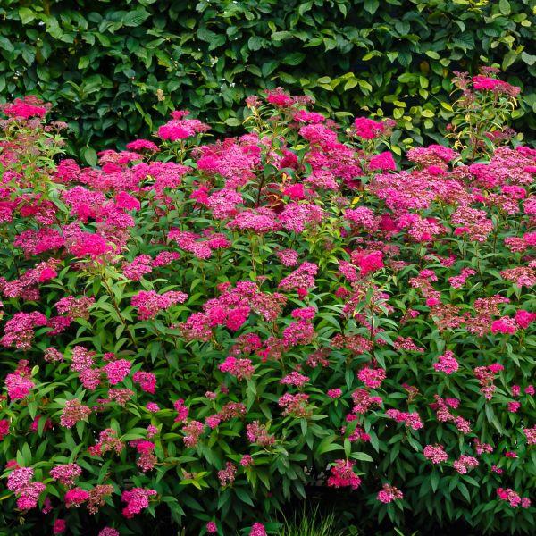 Spiraea x bumalda 'Anthony Waterer' - Spirea from Maple Lane Nursery