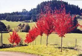 Acer rubrum 'Autumn Radiance®' - Red Maple from Maple Lane Nursery