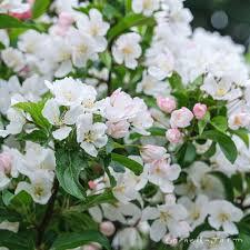 Malus 'Sparkling Sprite®' - Crabapple from Maple Lane Nursery
