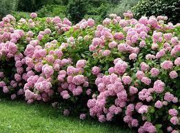 Hydrangea arborescens Candybelle® 'Bubblegum' - Smooth Hydrangea from Maple Lane Nursery