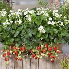 Fruit - Strawberry - World's L - from Maple Lane Nursery